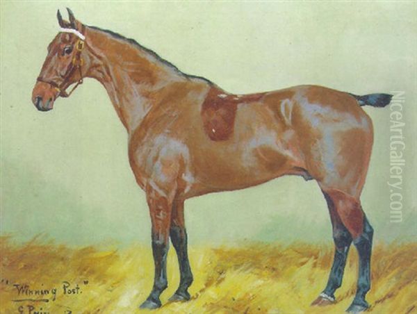 "winning Post," A Bay Hunter In A Loosebox - view 1