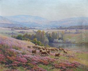 Moutons Dans La Bruyere