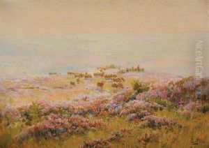 Moutons Et Bruyere