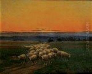 Moutons Au Soleil Couchant