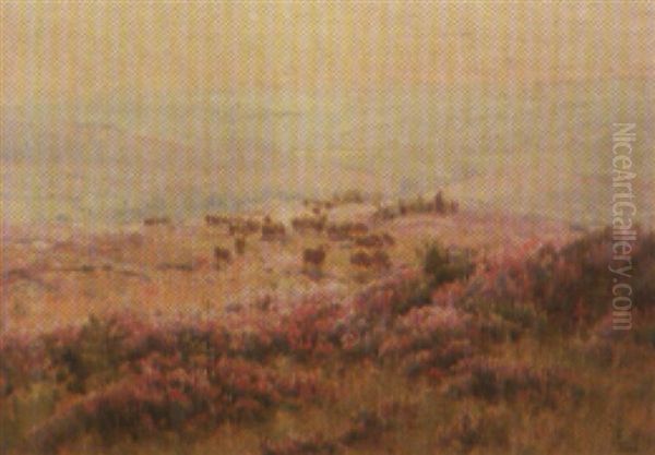 Moutons Et Champs De Bruyere - view 1
