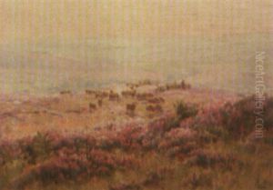 Moutons Et Champs De Bruyere