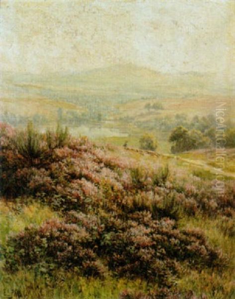 Sommerliche Heidelandschaft - view 1
