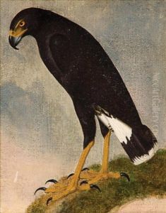 Black Hawk