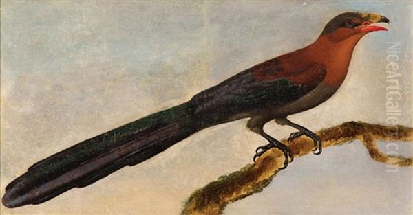 Squirrel Cuckoo - view 1