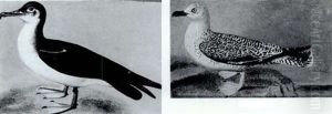 A Great Shearwater And Great Black Backed Gull; A Pair Of   Studies