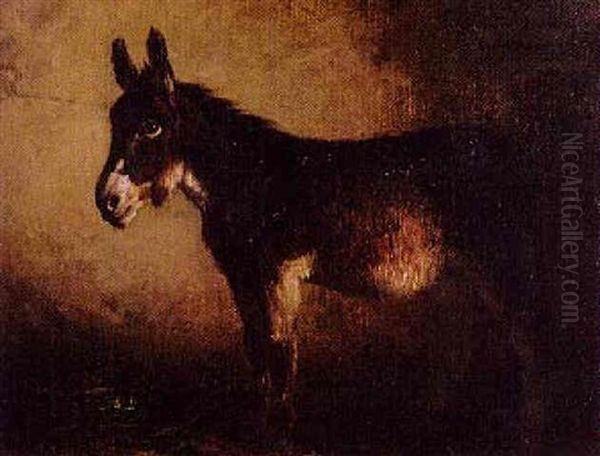 Burro - view 1