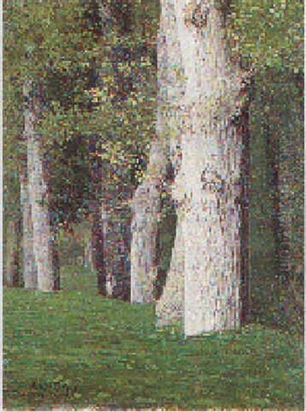Luci Nel Bosco - view 1