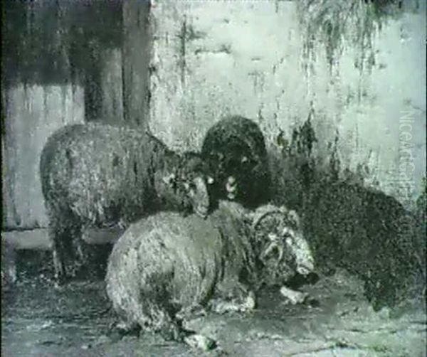 Sheep By A Barn Door - view 1