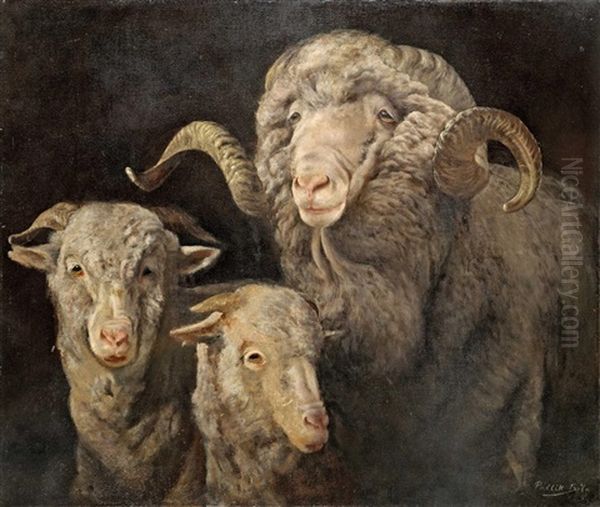 Family Of Sheep - view 1
