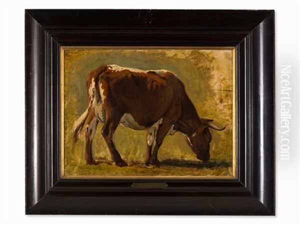 Domestic Cattle - view 1