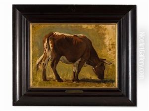 Domestic Cattle Domestic Cattle