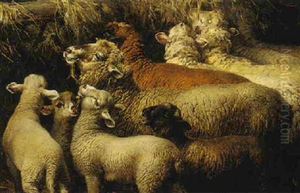 Sheep - view 1