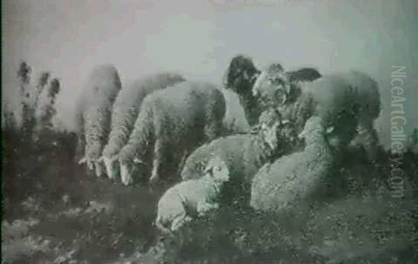 Schafe Auf Der Weide - view 1