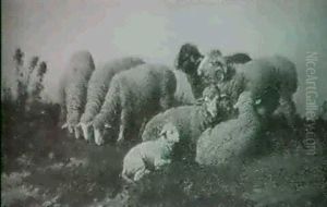 Schafe Auf Der Weide by Bela Pallik