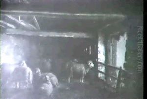 The Sheep Barn The Sheep Barn
