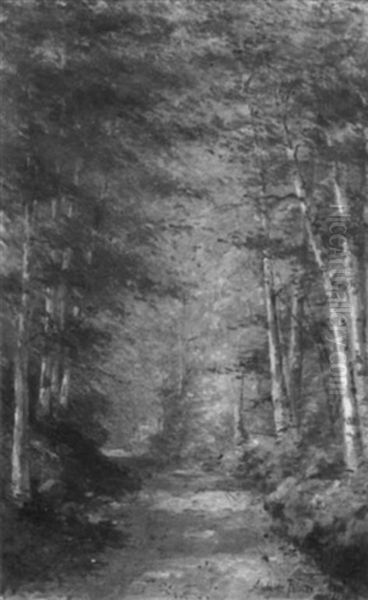 Birch Lined Path To The Woods - view 1