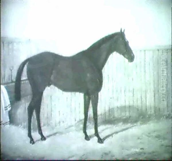 Pferd In Einem Stall - view 1