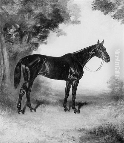 "cackler", Twice Winner Of Grand Sefton Steeplechase 1909 And 1910 - view 1