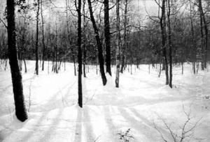 Snow And Sunlight