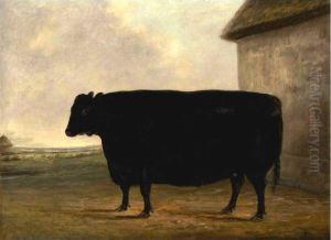 Mr. Mccombie's Prize Aberdeenshire Ox