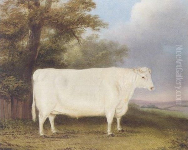 A Prize Shorthorn Heifer In A Landscape - view 1