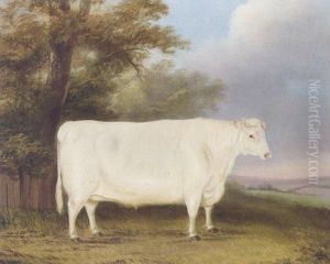 A Prize Shorthorn Heifer In A Landscape