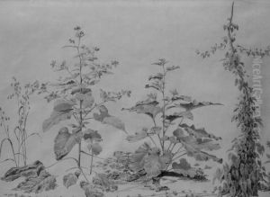 Etude De Plantes. by Eugene Blery