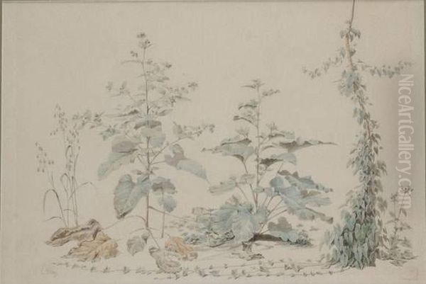 Etude De Plante - view 1