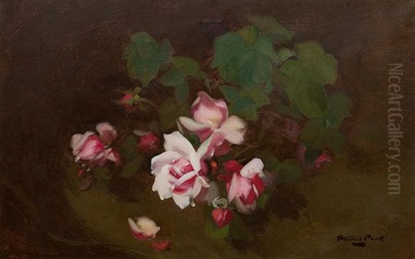 Pink Roses by Stuart James Park