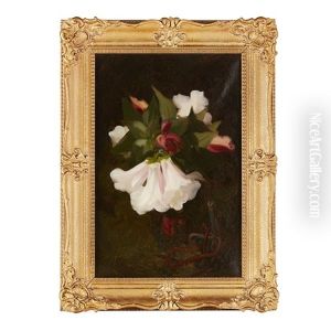 Pink And White Flowers, Against A Dark Background by Stuart James Park