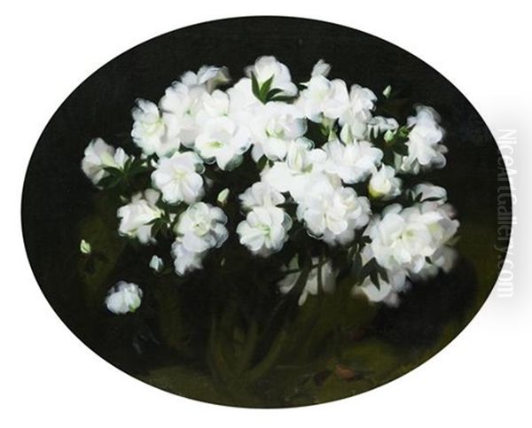 White Azaleas - view 1