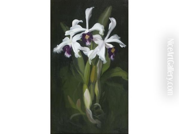 Lilies - view 1