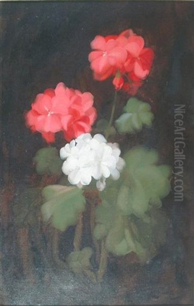 Geraniums - view 1