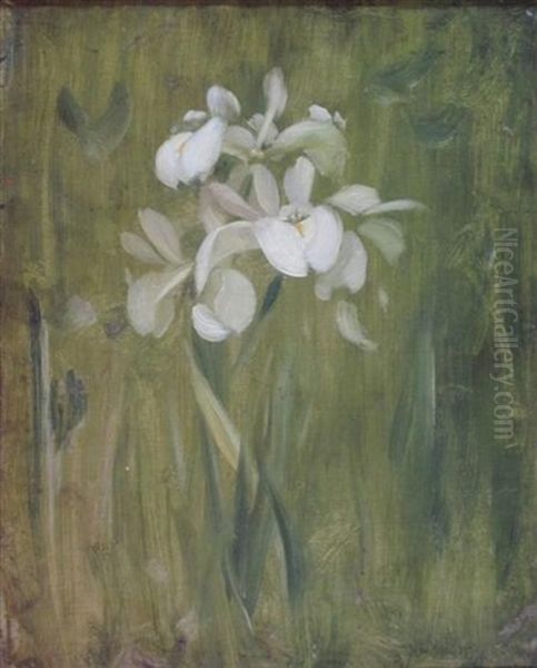 Irises - view 1