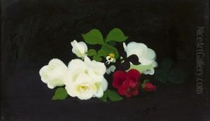 Red And Cream Roses Red And Cream Roses