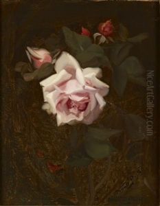 Pink Rose Pink Rose