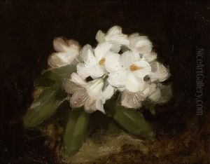 Lilies by Stuart James Park