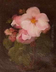 Still Life In Pink by Stuart James Park