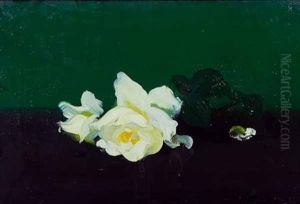 White Rose White Rose