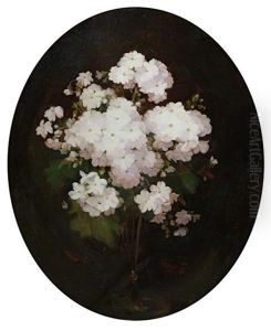 Primulas