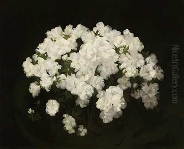 Weise Azaleen - view 1