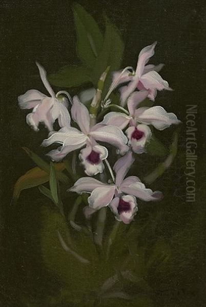 Irises - view 1