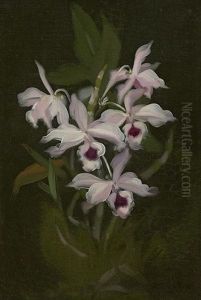 Irises Irises