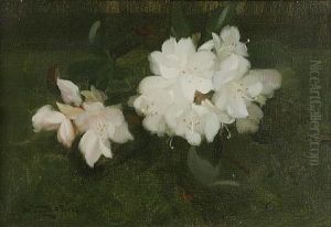 White Rhododendrons by Stuart James Park