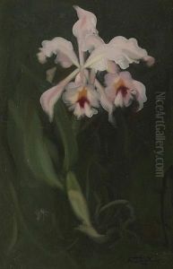 Pink Orchid Pink Orchid