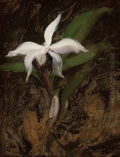 White Lily - view 1