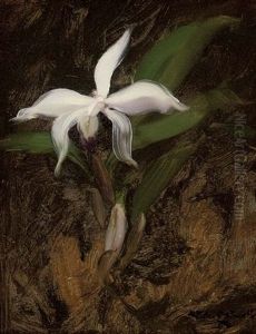 White Lily by Stuart James Park