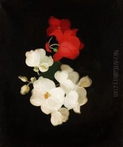 Red And White Roses by Stuart James Park