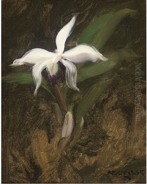 A White Lily - view 1